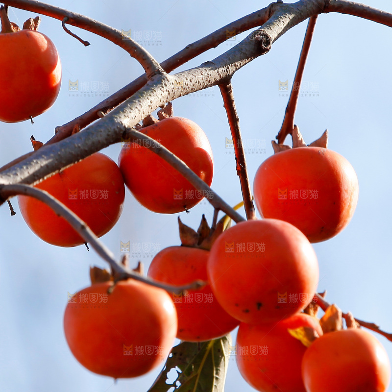 柿子树
