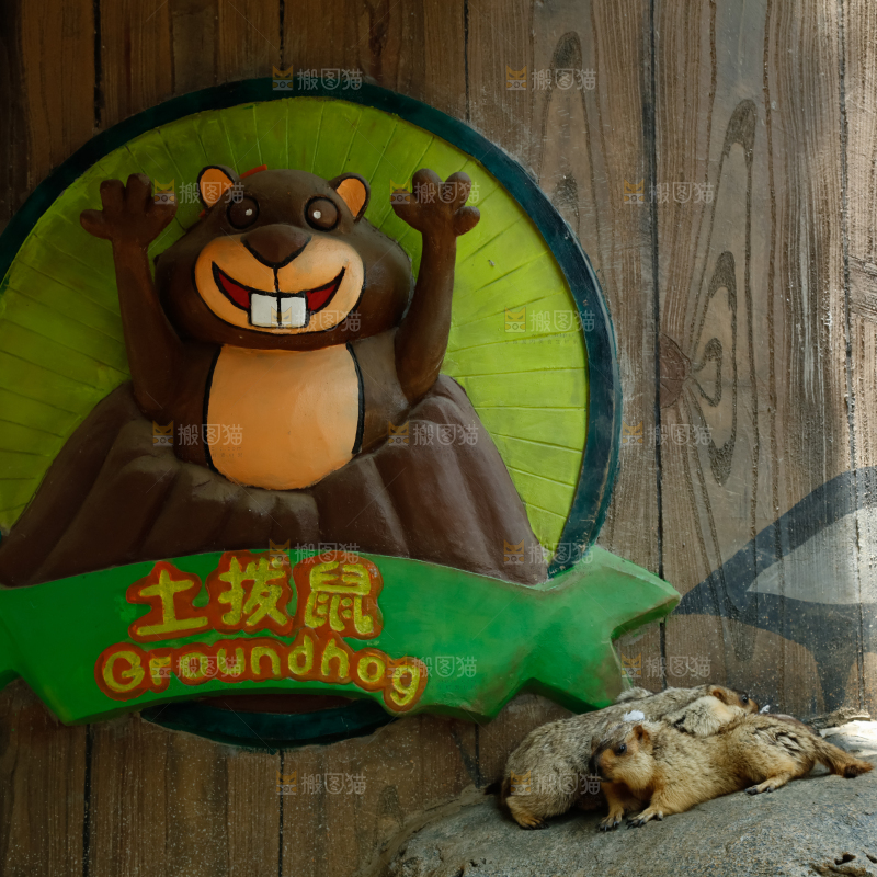 土拨鼠