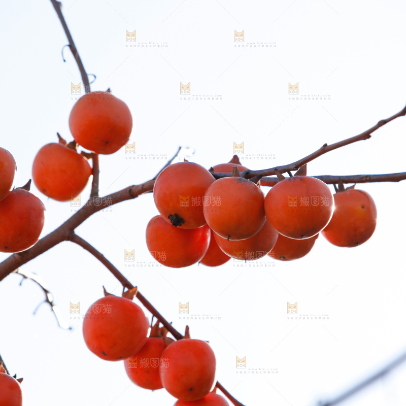 柿子树