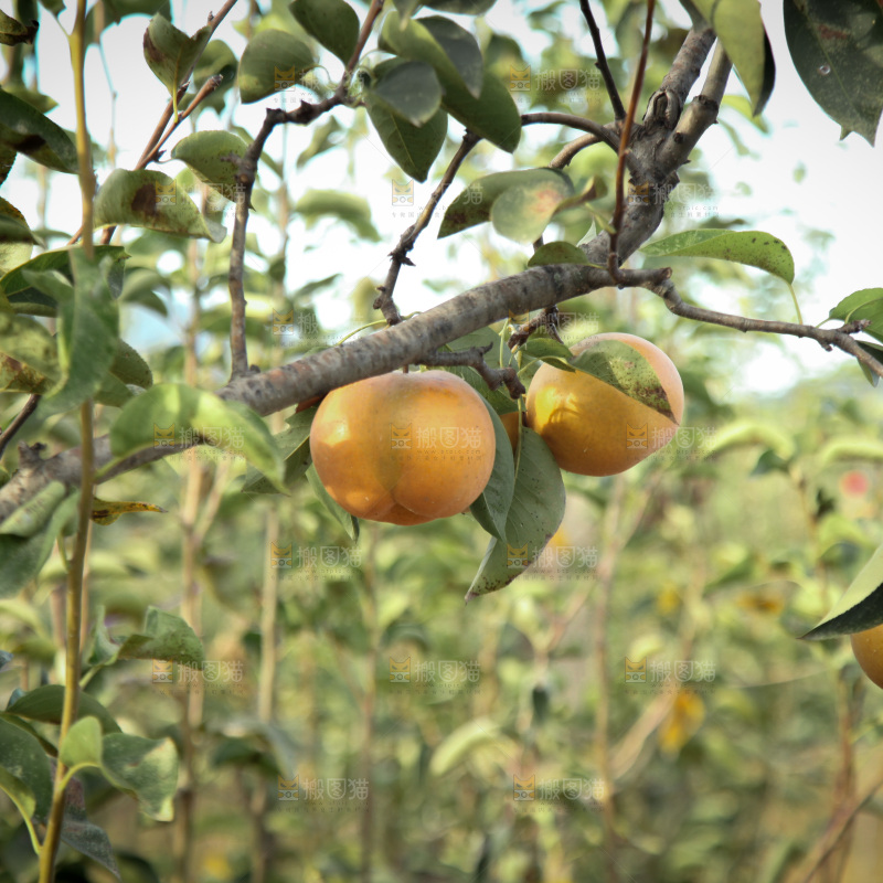 梨树