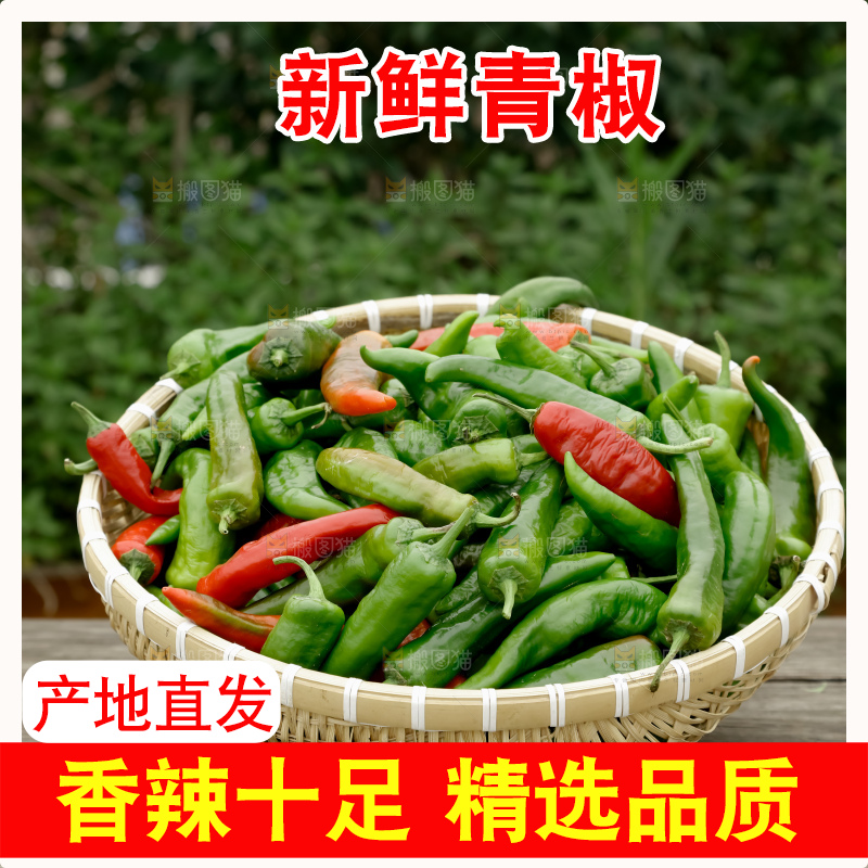 青椒