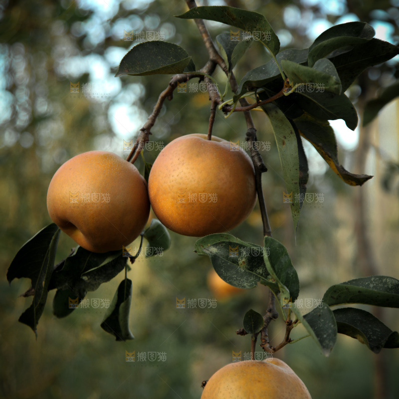 梨树