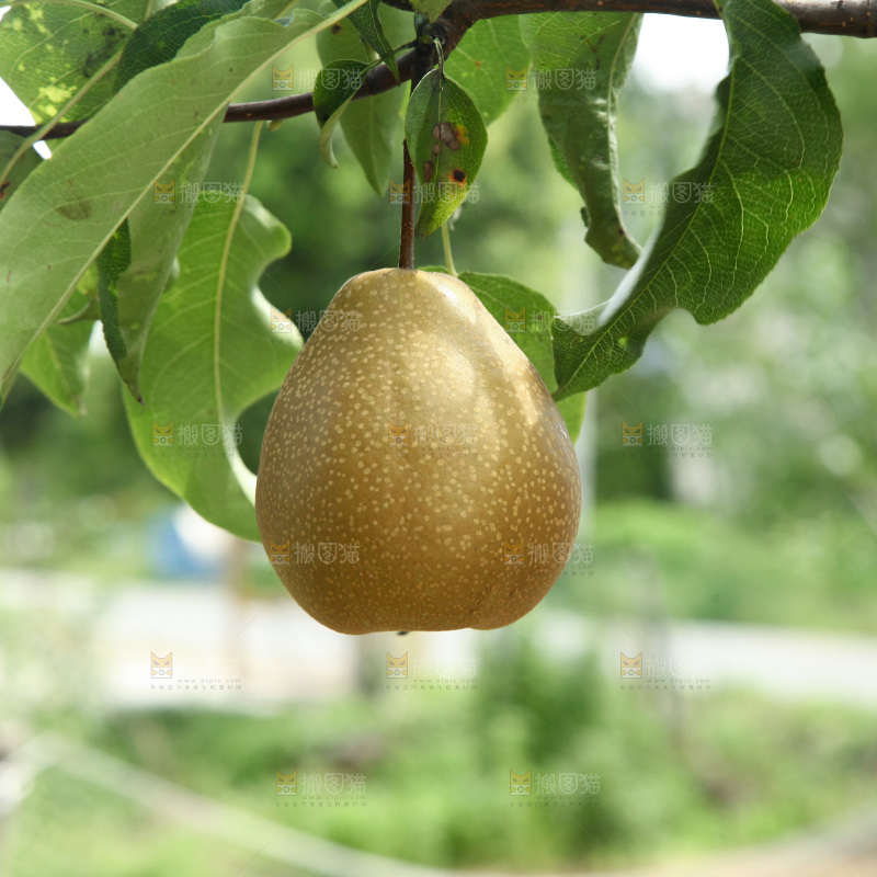 梨树