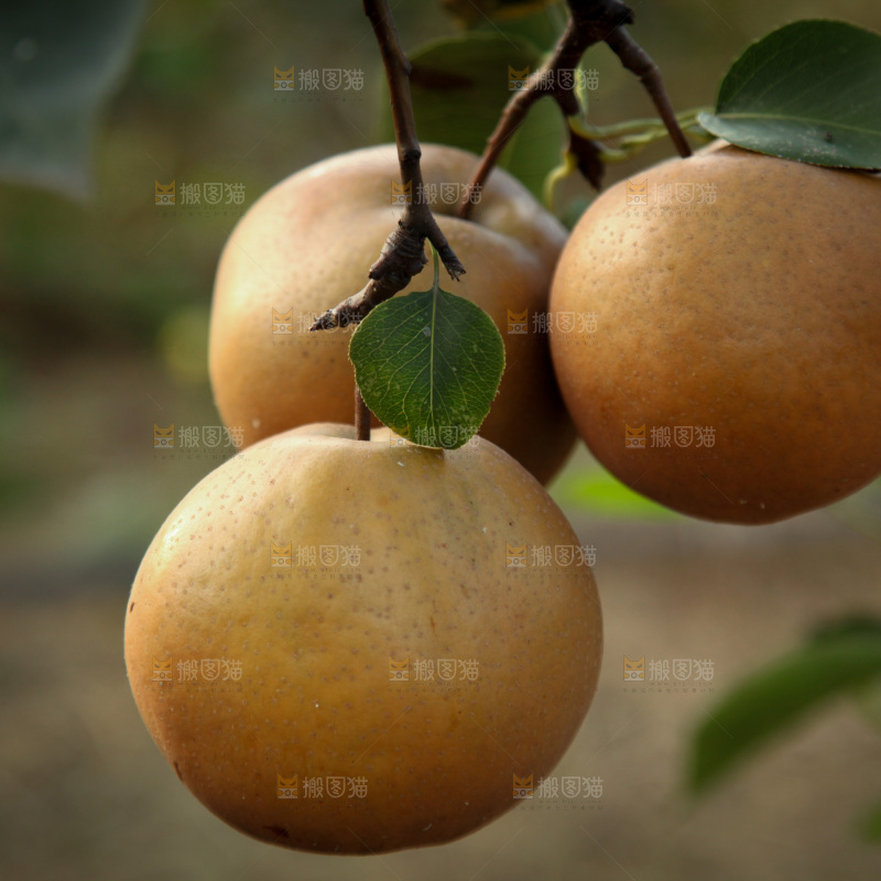梨树