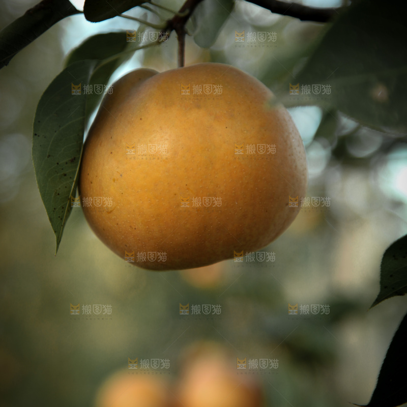 梨树