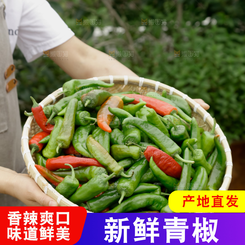 青椒