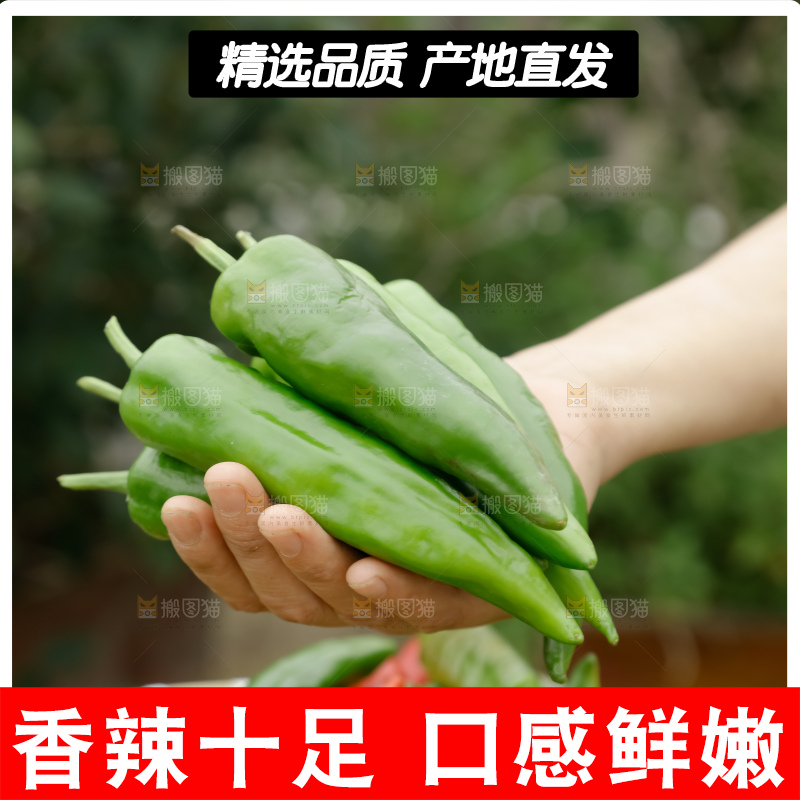 青椒