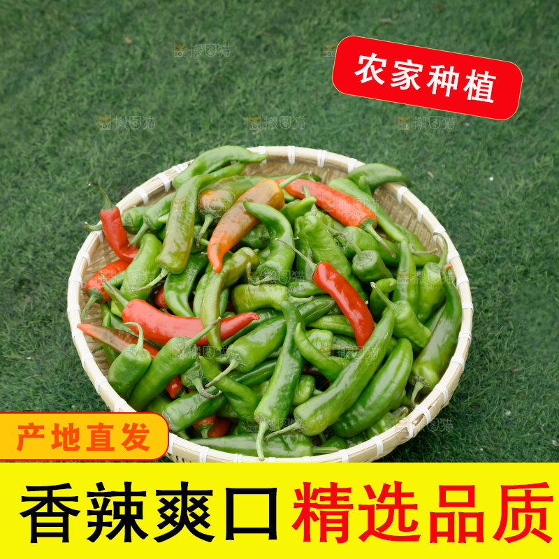 青椒