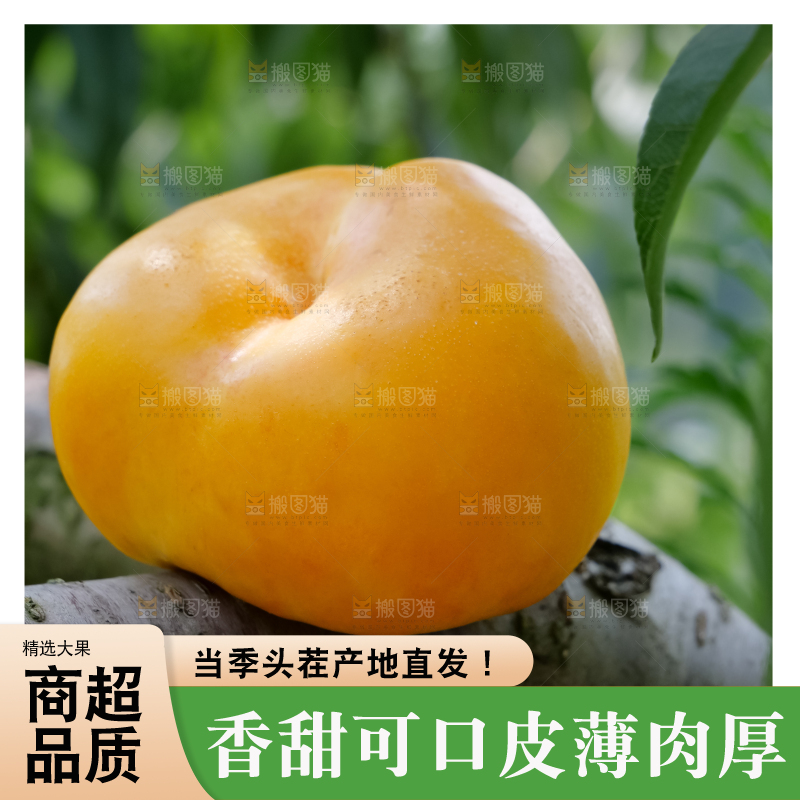 黄油蟠桃