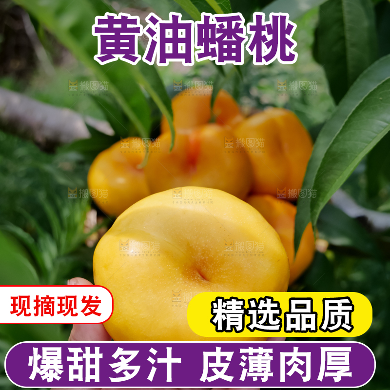 黄油蟠桃