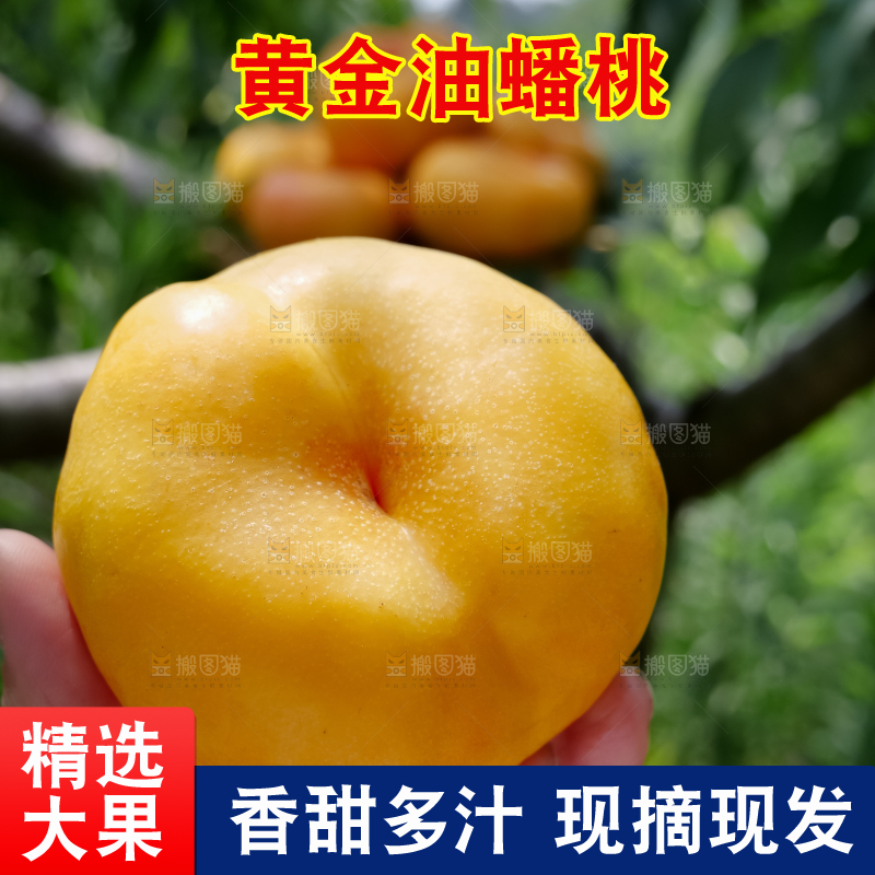 黄油蟠桃