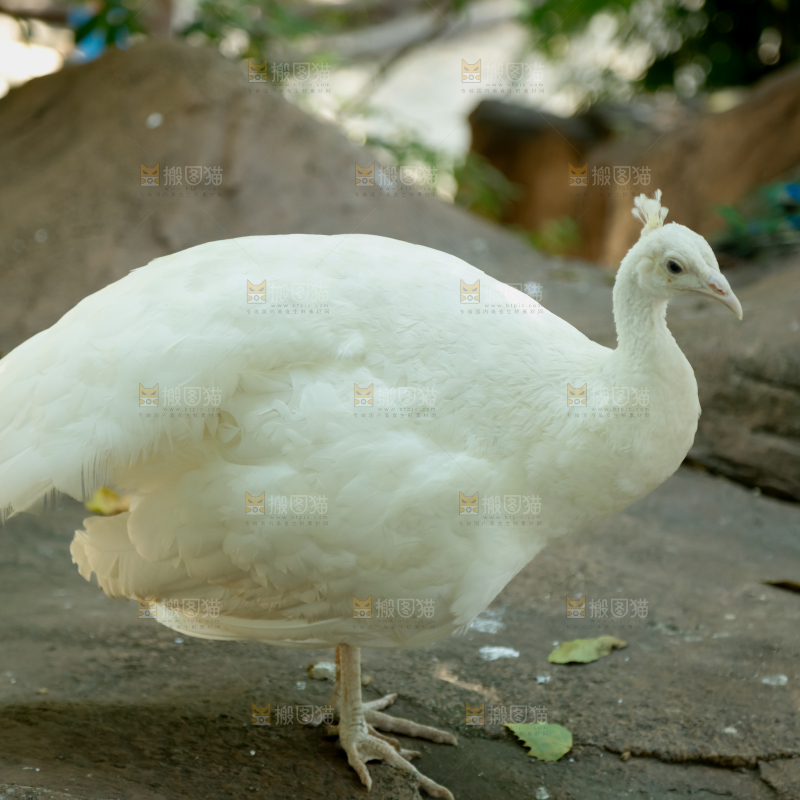 孔雀