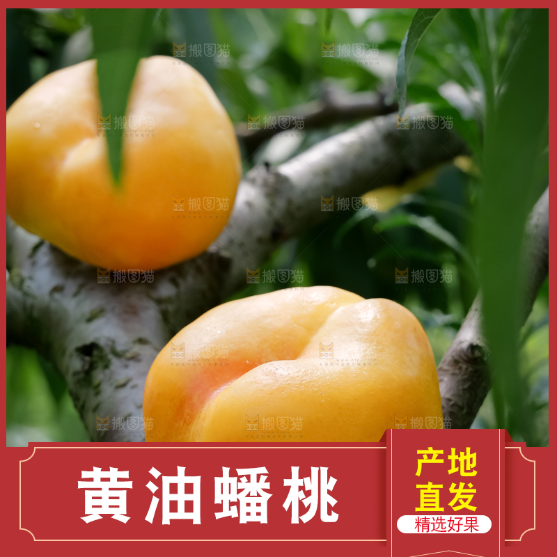 黄油蟠桃