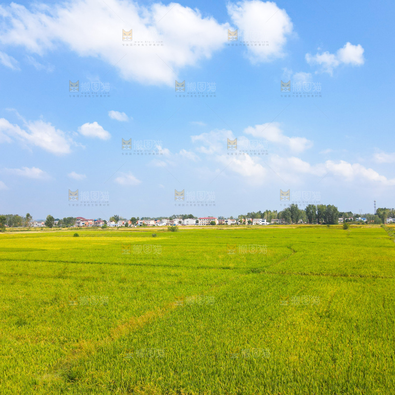 金黄稻田