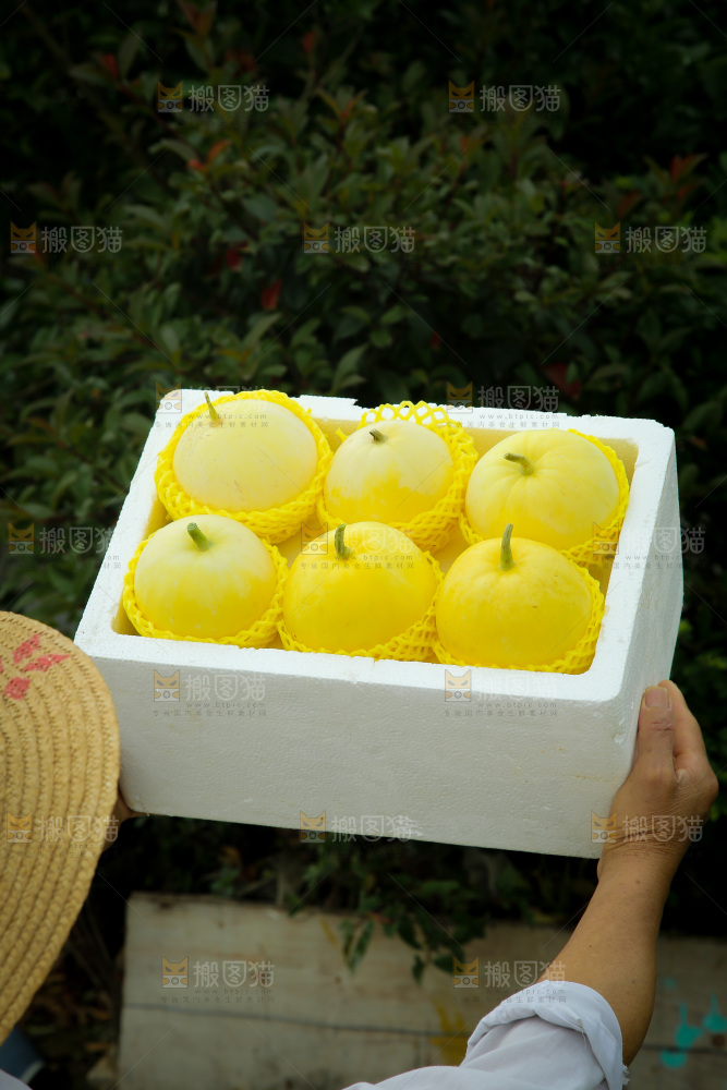 小蜜蜂甜瓜