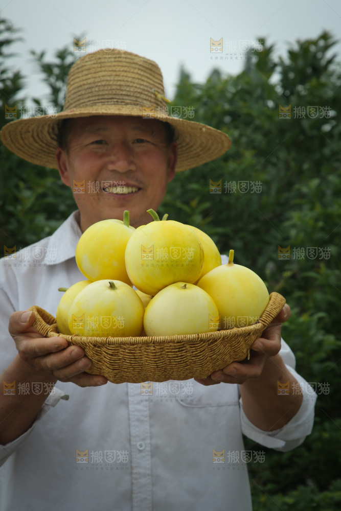 小蜜蜂甜瓜