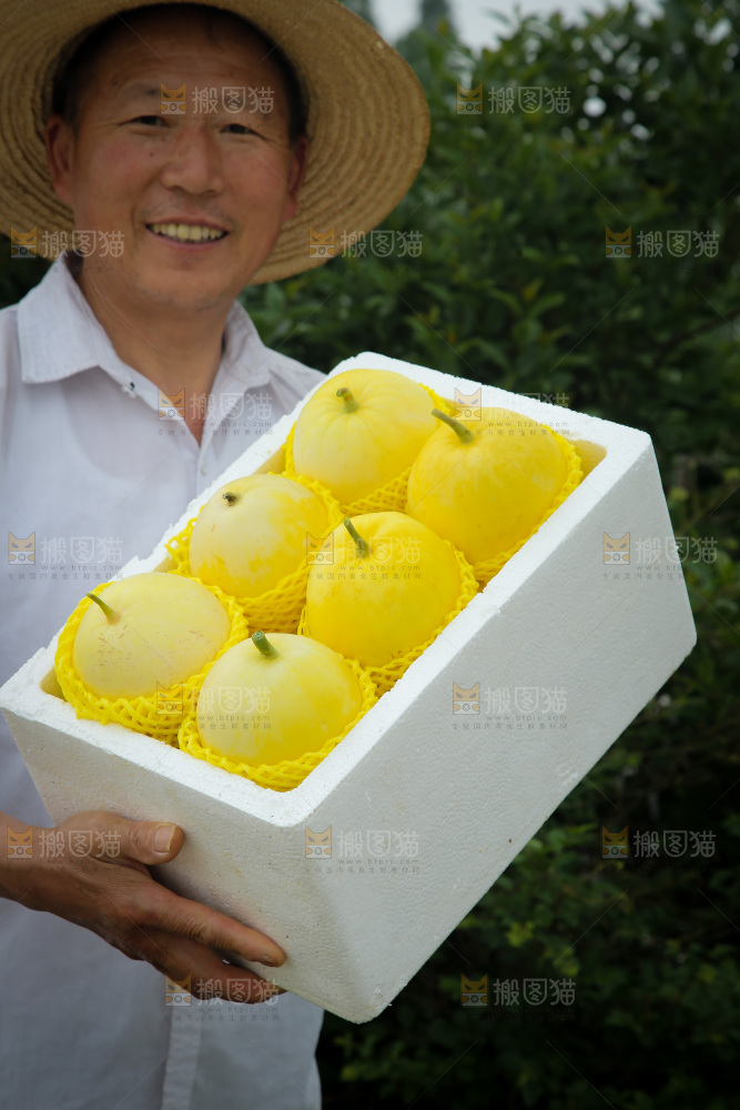 小蜜蜂甜瓜