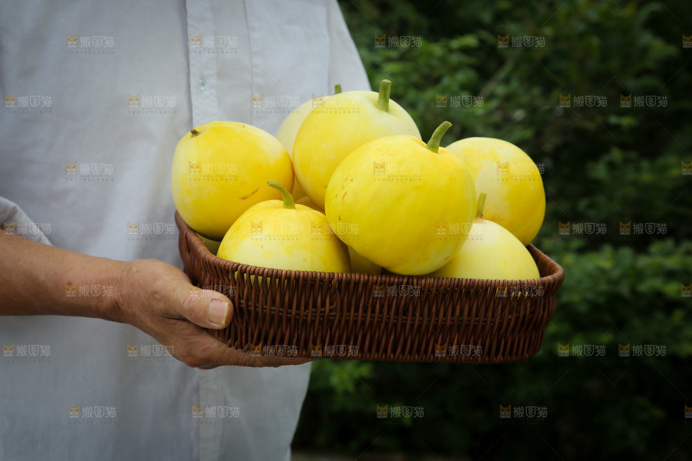 小蜜蜂甜瓜