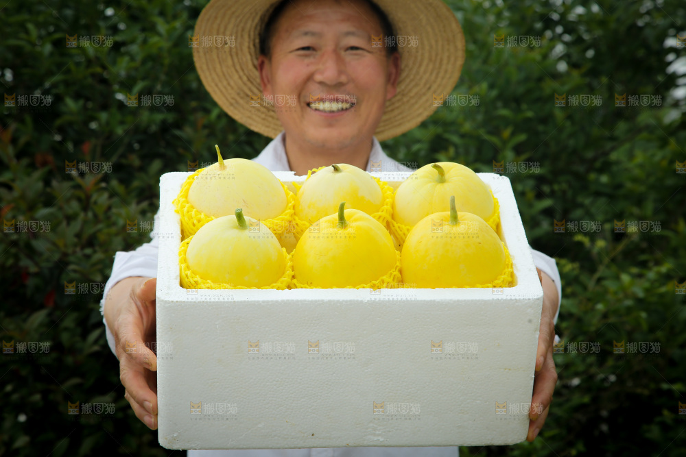 小蜜蜂甜瓜