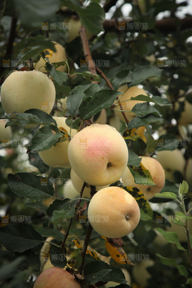 苹果树