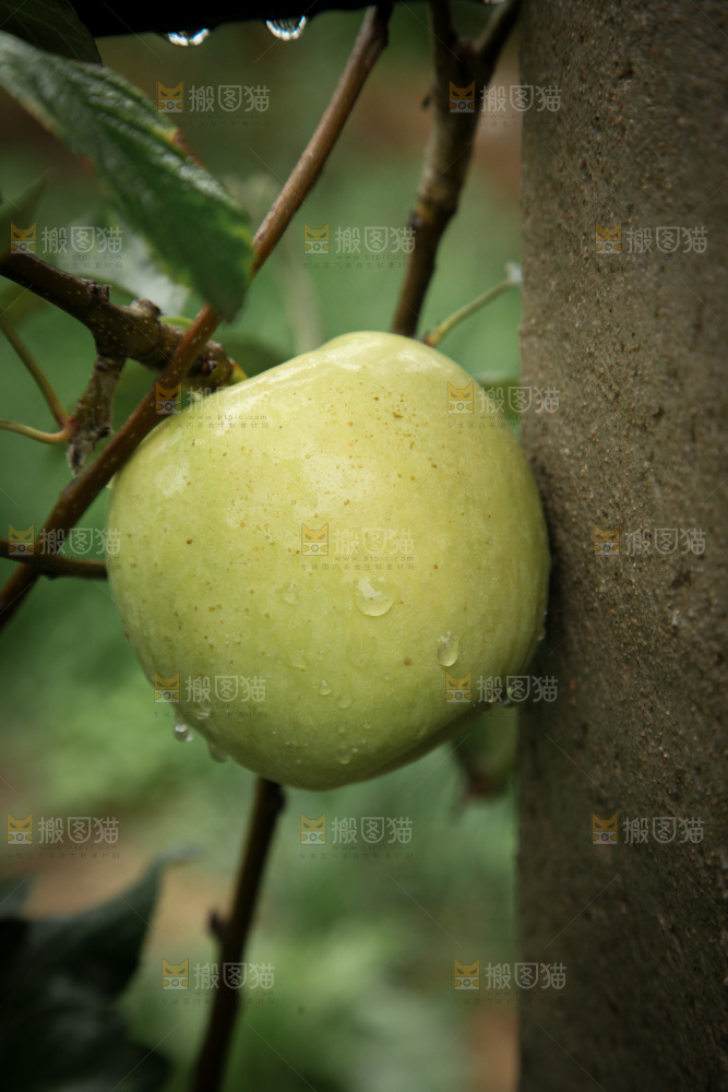 苹果树