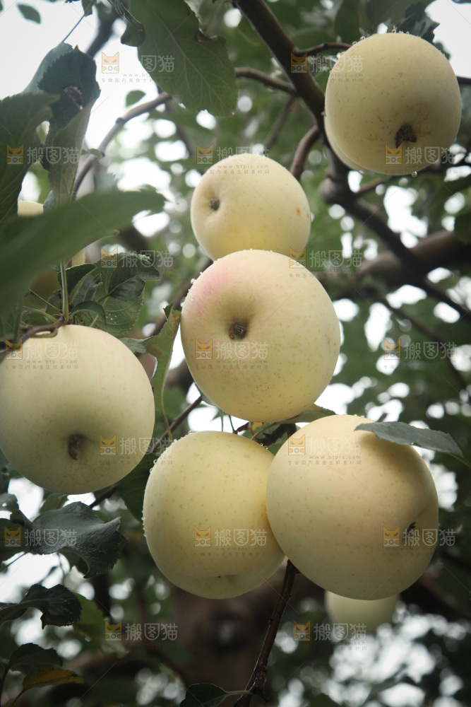 苹果树