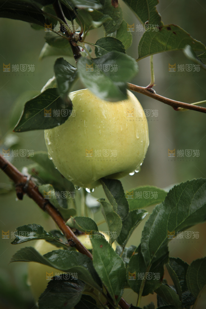 苹果树