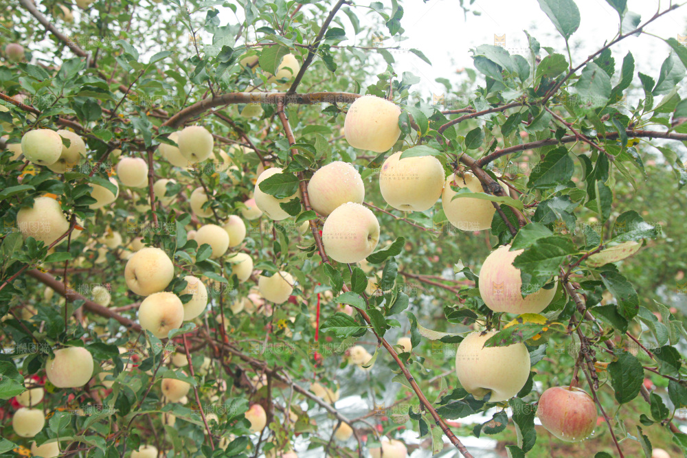 苹果树