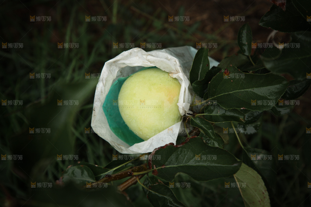 苹果树