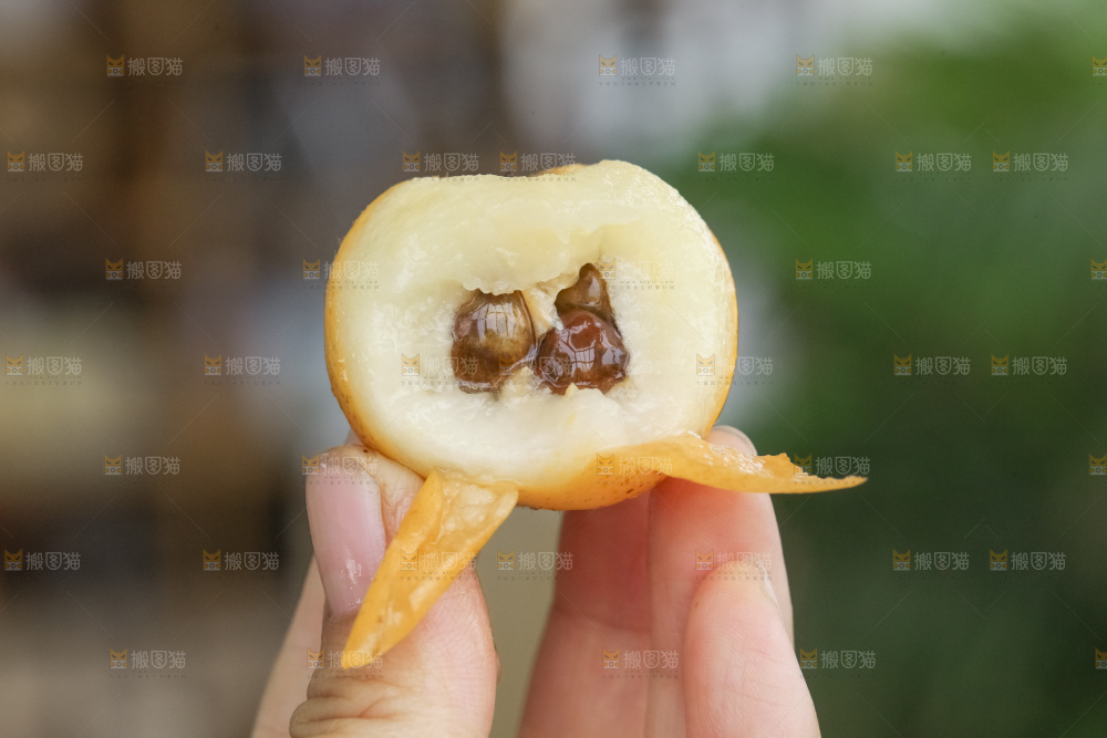 白玉枇杷