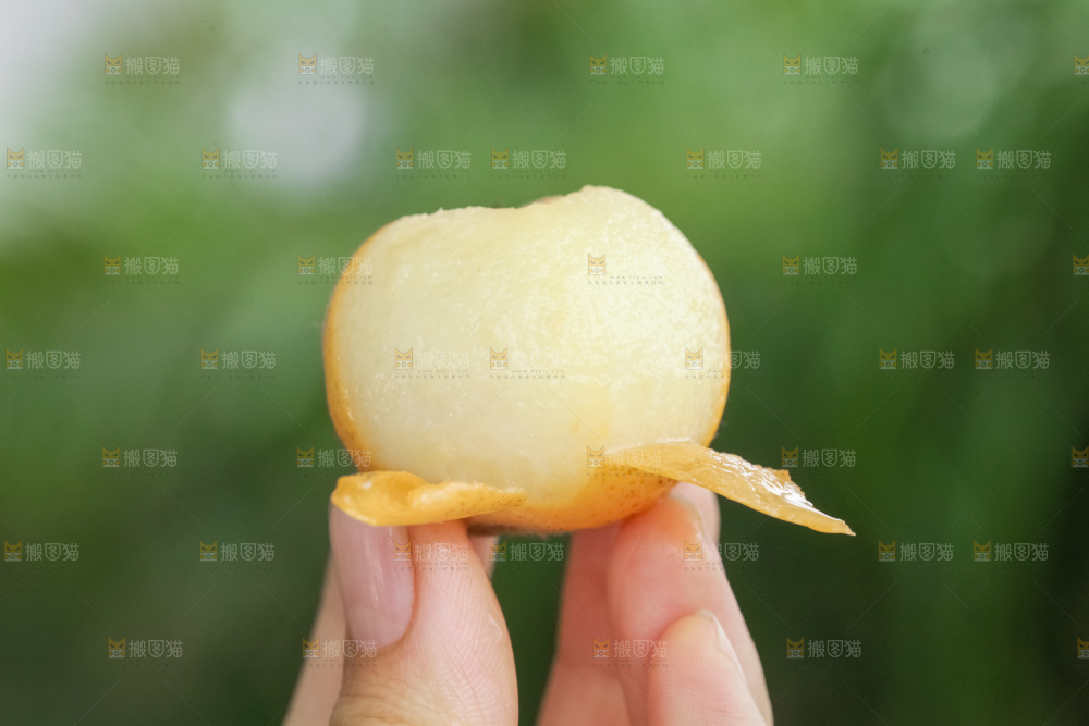 白玉枇杷
