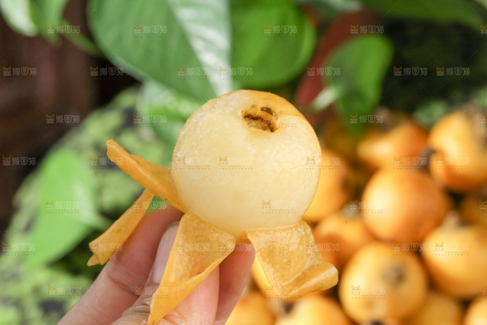 白玉枇杷