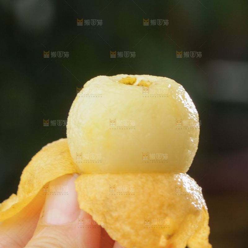 白玉枇杷