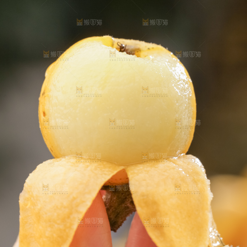 白玉枇杷