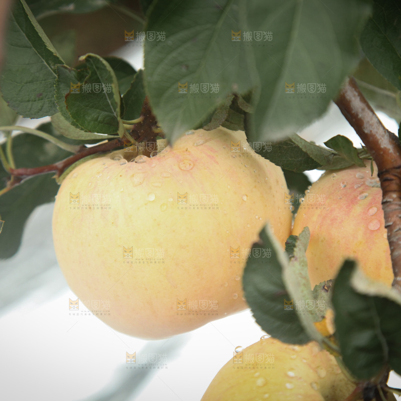 苹果树