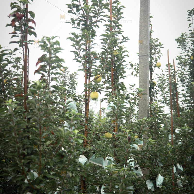 苹果树