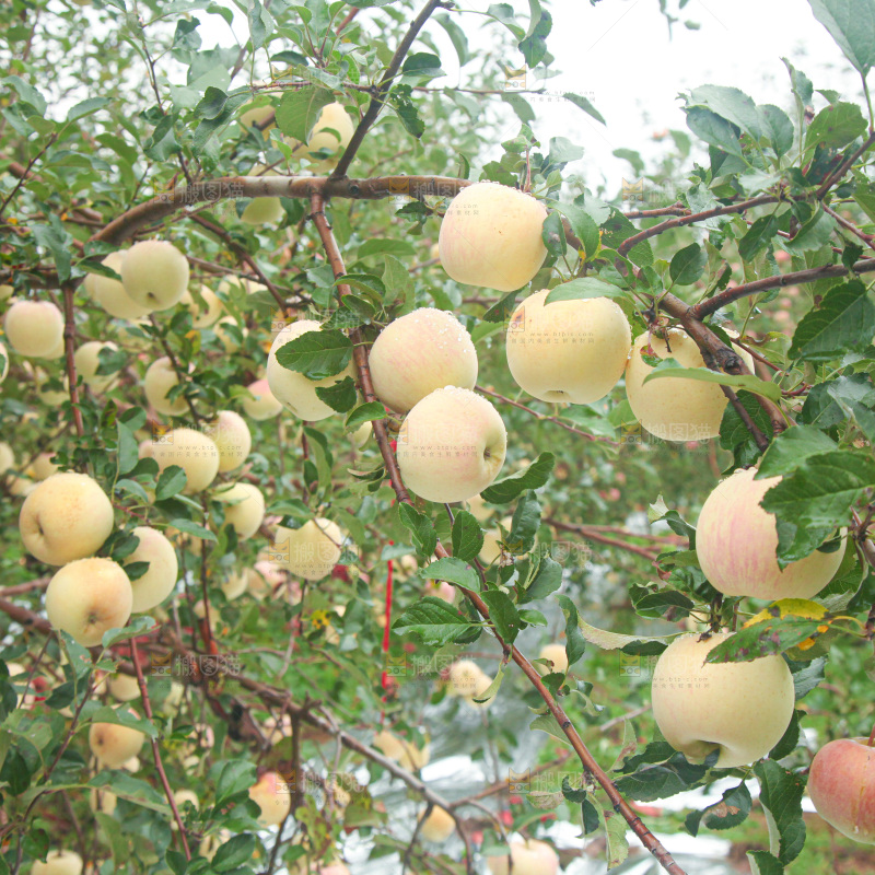苹果树