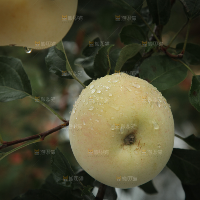 苹果树