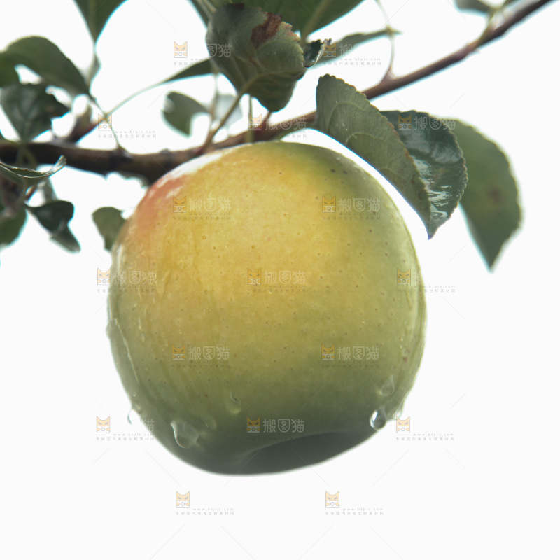 苹果树