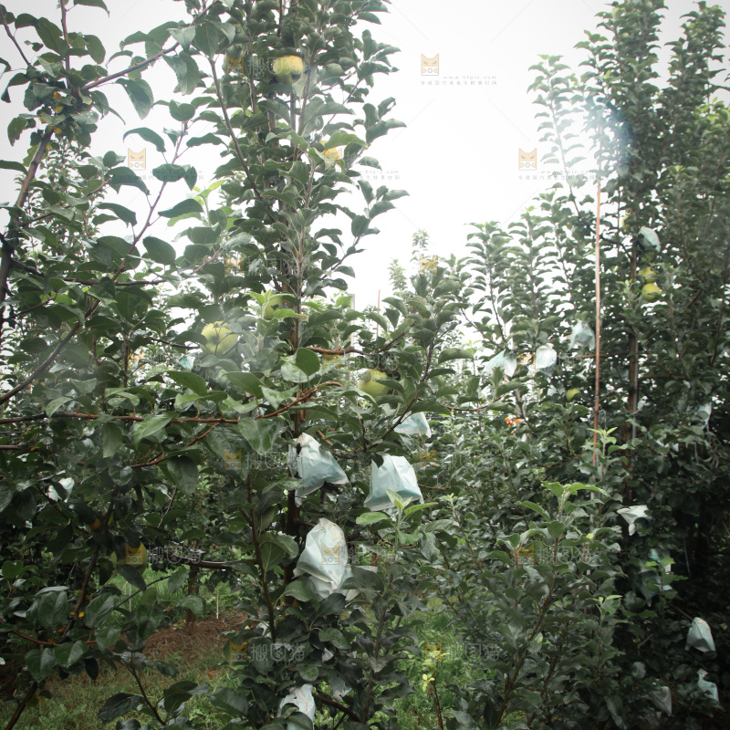 苹果树
