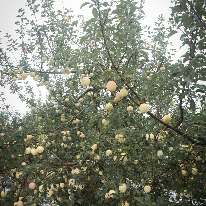 苹果树