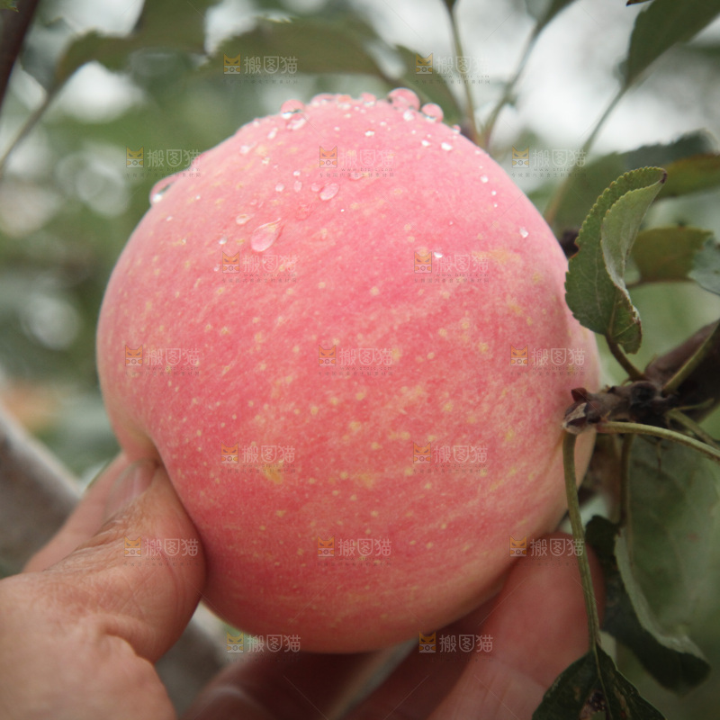 苹果树