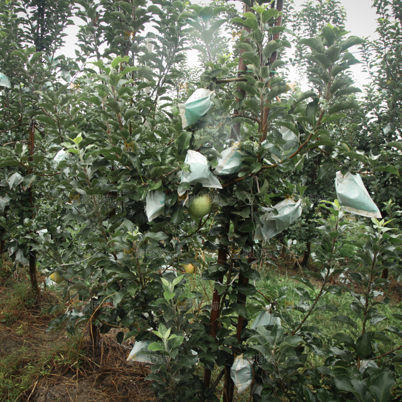 苹果树