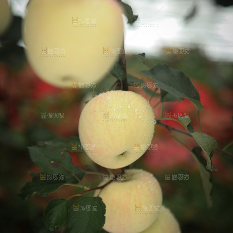 苹果树