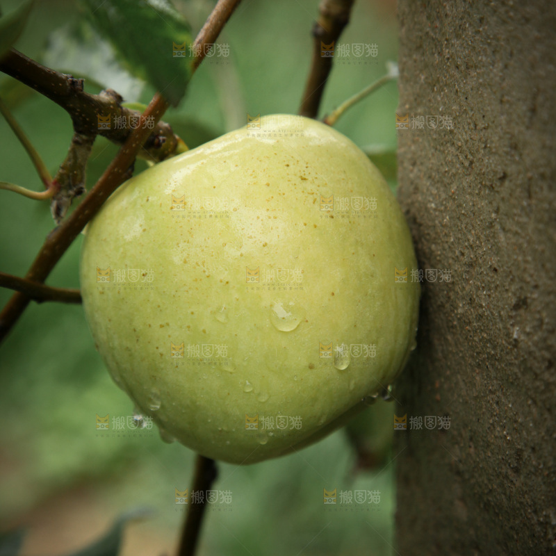 苹果树