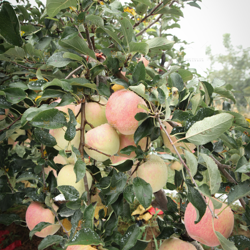 苹果树