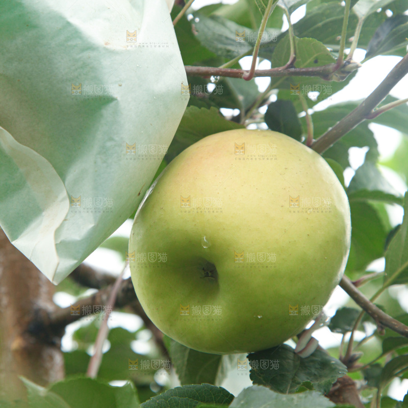 苹果树