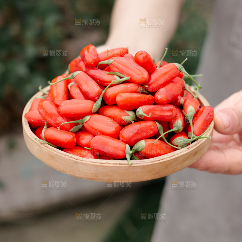 鲜枸杞