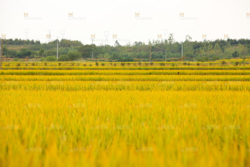大片稻田丰收