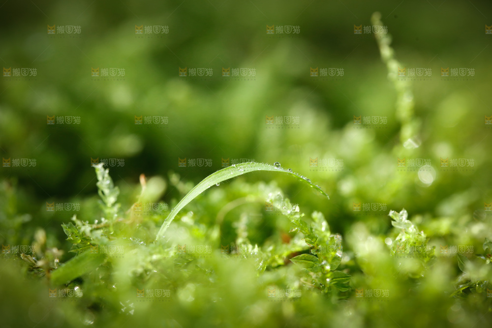青苔